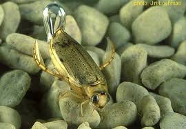 Attēlu rezultāti vaicājumam “Dytiscidae”