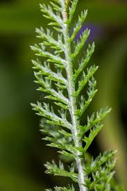 Attēlu rezultāti vaicājumam “Achillea millefolium leaf”