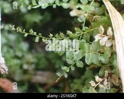 Attēlu rezultāti vaicājumam “Plagiomnium ellipticum”