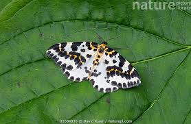 Attēlu rezultāti vaicājumam “Abraxas grossulariata”