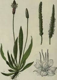 Attēlu rezultāti vaicājumam “Plantago major flower”