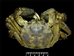 Image result for Eriocheir sinensis