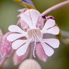 Image result for Silene vulgaris