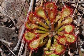 Attēlu rezultāti vaicājumam “Droseraceae”