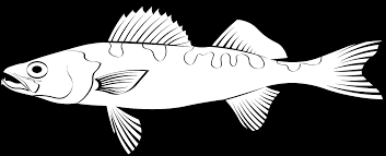 Image result for Sander canadensis