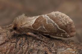 Attēlu rezultāti vaicājumam “Hepialidae”