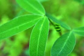 Attēlu rezultāti vaicājumam “Trifolium spadiceum leaf”