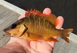 Image result for Lutjanus jocu