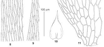 Attēlu rezultāti vaicājumam “Rhytidiadelphus subpinnatus sporophyte”