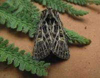 Attēlu rezultāti vaicājumam “Tholera decimalis male”