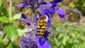 Attēlu rezultāti vaicājumam “Syrphus sp.”