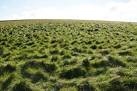 HP5916 : Acidic grassland on - via Daymix