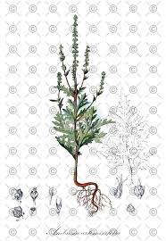 Attēlu rezultāti vaicājumam “Ambrosia artemisiifolia fruit”