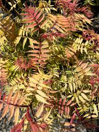 Attēlu rezultāti vaicājumam “Sorbaria sorbifolia”