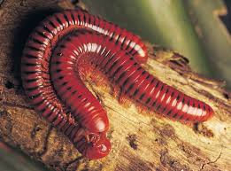 Attēlu rezultāti vaicājumam “Myriapoda”