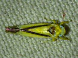 Attēlu rezultāti vaicājumam “Edwardsiana geometrica”