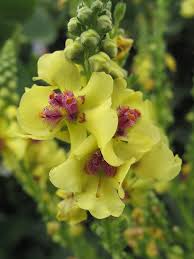 Attēlu rezultāti vaicājumam “Verbascum nigrum flower”