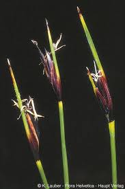 Attēlu rezultāti vaicājumam “Schoenus ferrugineus”