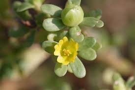 Attēlu rezultāti vaicājumam “Portulaca oleracea flower”