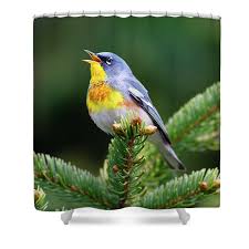 Image result for Parula americana