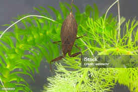 Attēlu rezultāti vaicājumam “Nepa cinerea nymph”