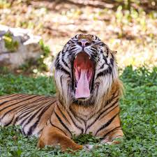 Kuvahaun tulos haulle tigers