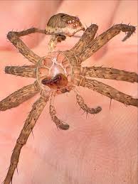 Attēlu rezultāti vaicājumam “Lycogala convexum macro”