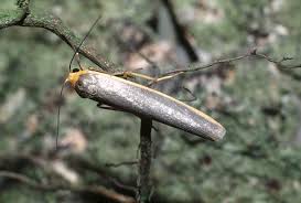 Attēlu rezultāti vaicājumam “Comatricha ellae macro”