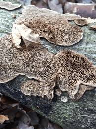 Attēlu rezultāti vaicājumam “Datronia mollis”