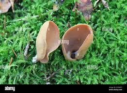 Attēlu rezultāti vaicājumam “Otidea leporina”