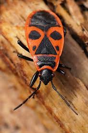 Attēlu rezultāti vaicājumam “Pyrrhocoris apterus”