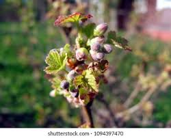 Attēlu rezultāti vaicājumam “Ribes nigrum flower”