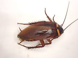 Image result for ゴキブリ報告所