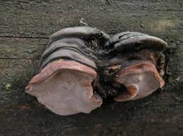 Attēlu rezultāti vaicājumam “Fomitopsis rosea”