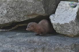 Attēlu rezultāti vaicājumam “Mustela vison”