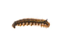 Attēlu rezultāti vaicājumam “Euthrix potatoria larva”