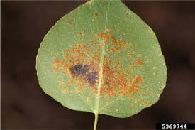 Attēlu rezultāti vaicājumam “Melampsoridium sp.”