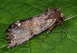 Attēlu rezultāti vaicājumam “Ceramica pisi”