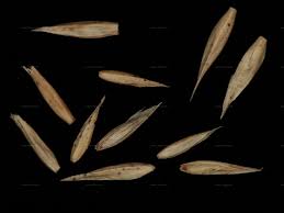 Attēlu rezultāti vaicājumam “Agrostis canina”