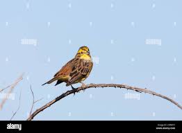 Attēlu rezultāti vaicājumam “Emberiza citrinella adult”