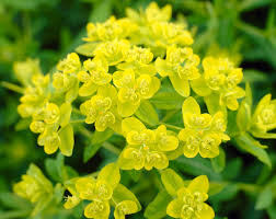 Attēlu rezultāti vaicājumam “Euphorbia palustris fruit”