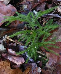 Attēlu rezultāti vaicājumam “Lycopodium dubium”