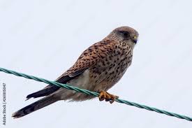 Attēlu rezultāti vaicājumam “Falco tinnunculus adult”