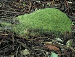 Attēlu rezultāti vaicājumam “Hypnum cupressiforme sporophyte”