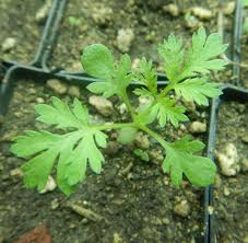 Image result for Artemisia annua