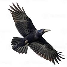 Attēlu rezultāti vaicājumam “Corvus frugilegus”