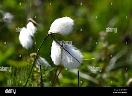 Attēlu rezultāti vaicājumam “Eriophorum angustifolium flower”