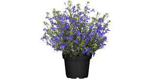 Image result for Männertreu