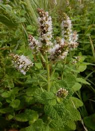 Attēlu rezultāti vaicājumam “Mentha x verticillata leaf”