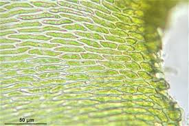 Attēlu rezultāti vaicājumam “Neckera complanata”